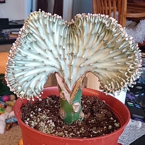 Photo of the plant species Red Euphoria Cactus by @TotalBellpepper named Ronnie Reynolds on Greg, the plant care app