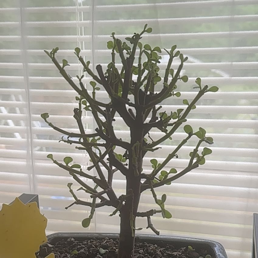 Photo of the plant species Dwarf Jade Plant 'Minima Lilliput' by @AngelicFuscia named Harper on Greg, the plant care app