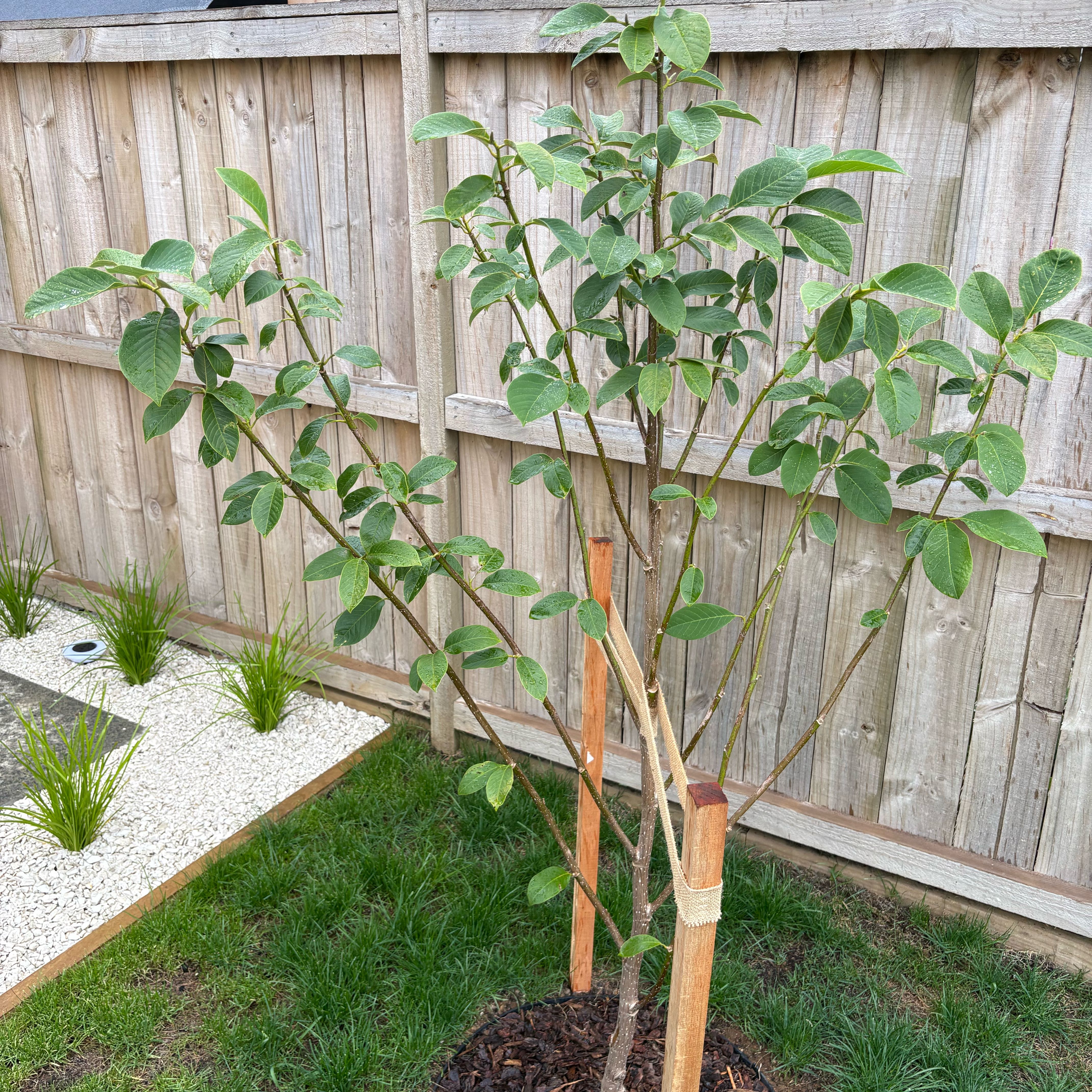 Photo of the plant species Magnolia 'Star Wars' by @EconomicMelon38 named Mars on Greg, the plant care app