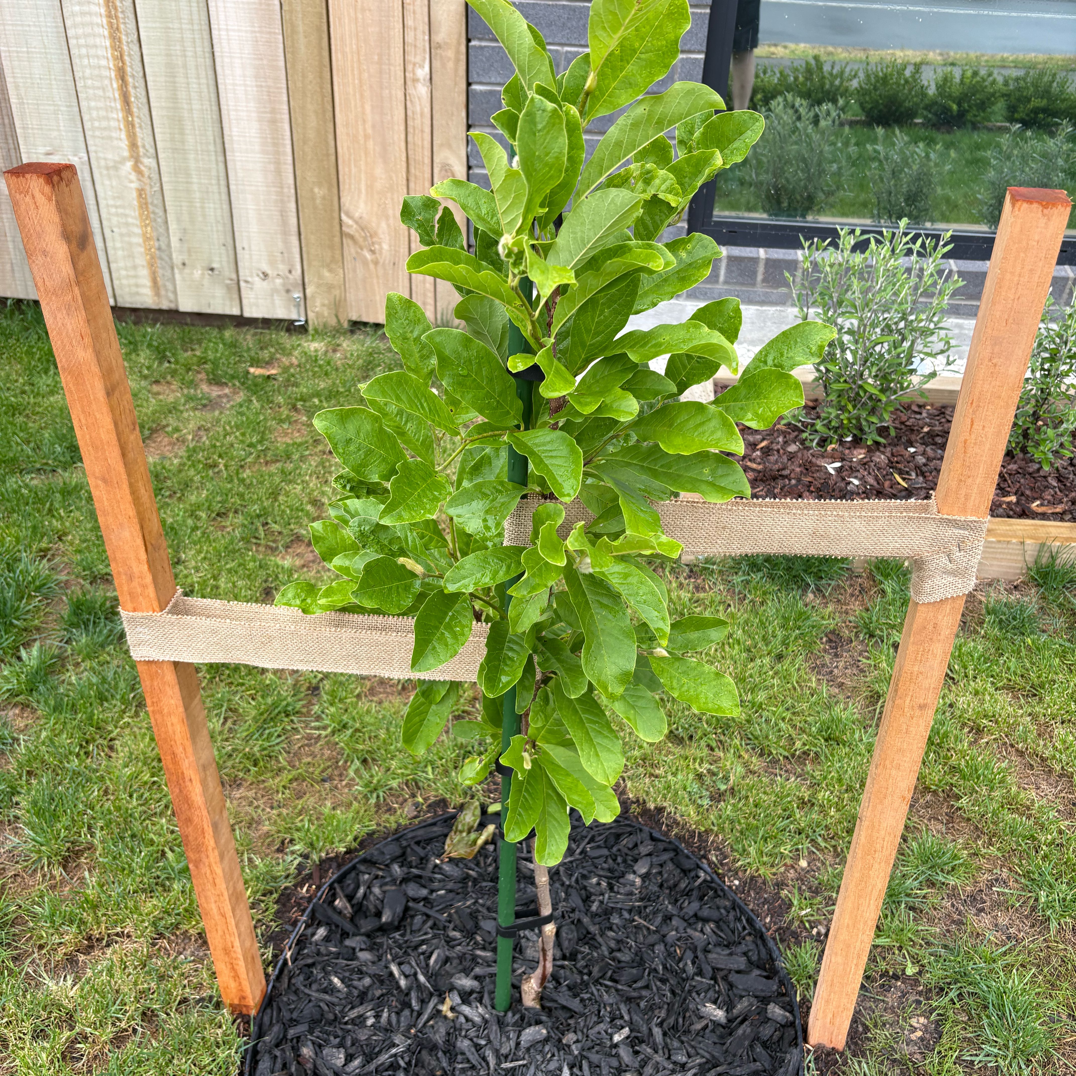 Photo of the plant species Leonard Messel Magnolia by @EconomicMelon38 named Zeus on Greg, the plant care app