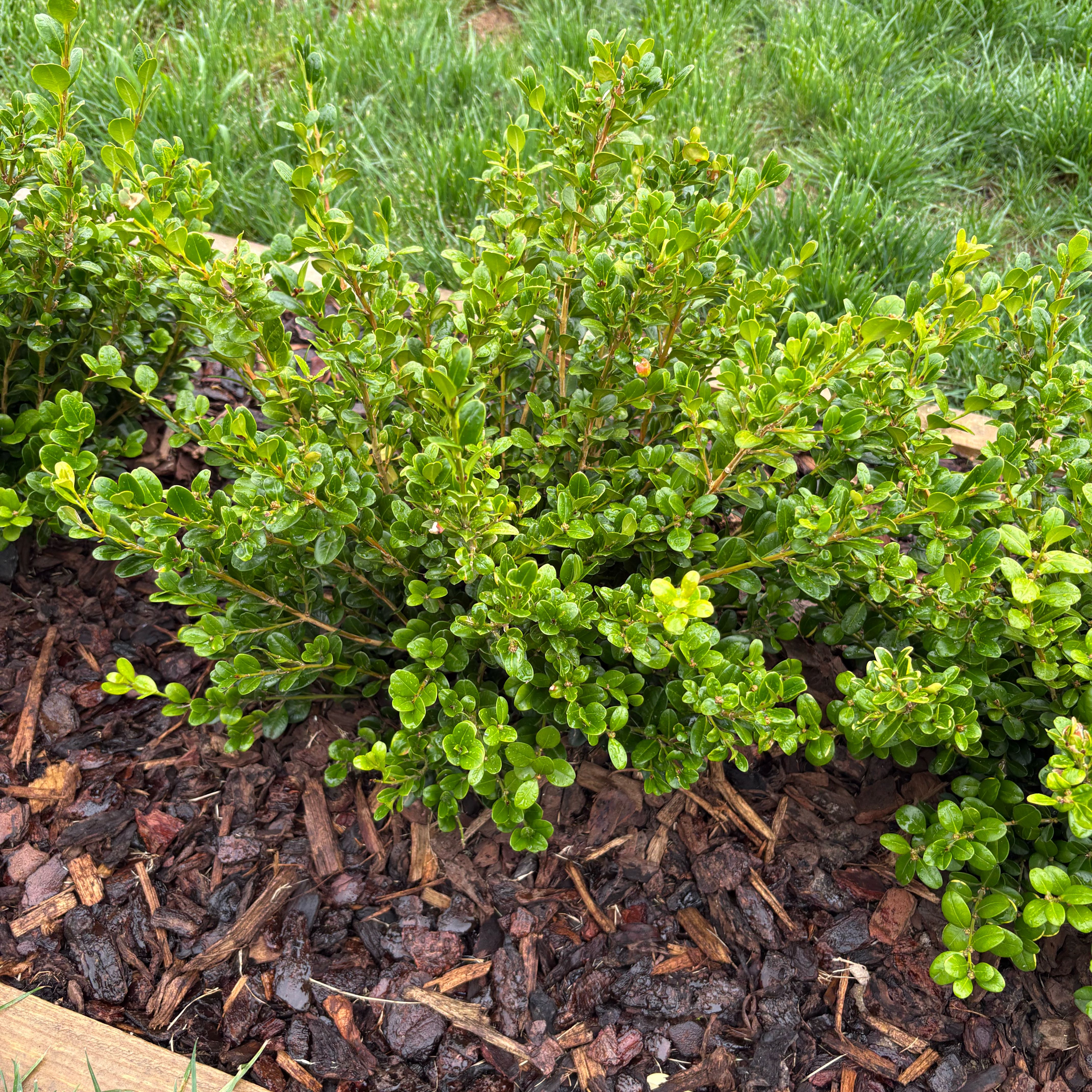 Plant care for Buxus microphylla on Greg, the plant care app