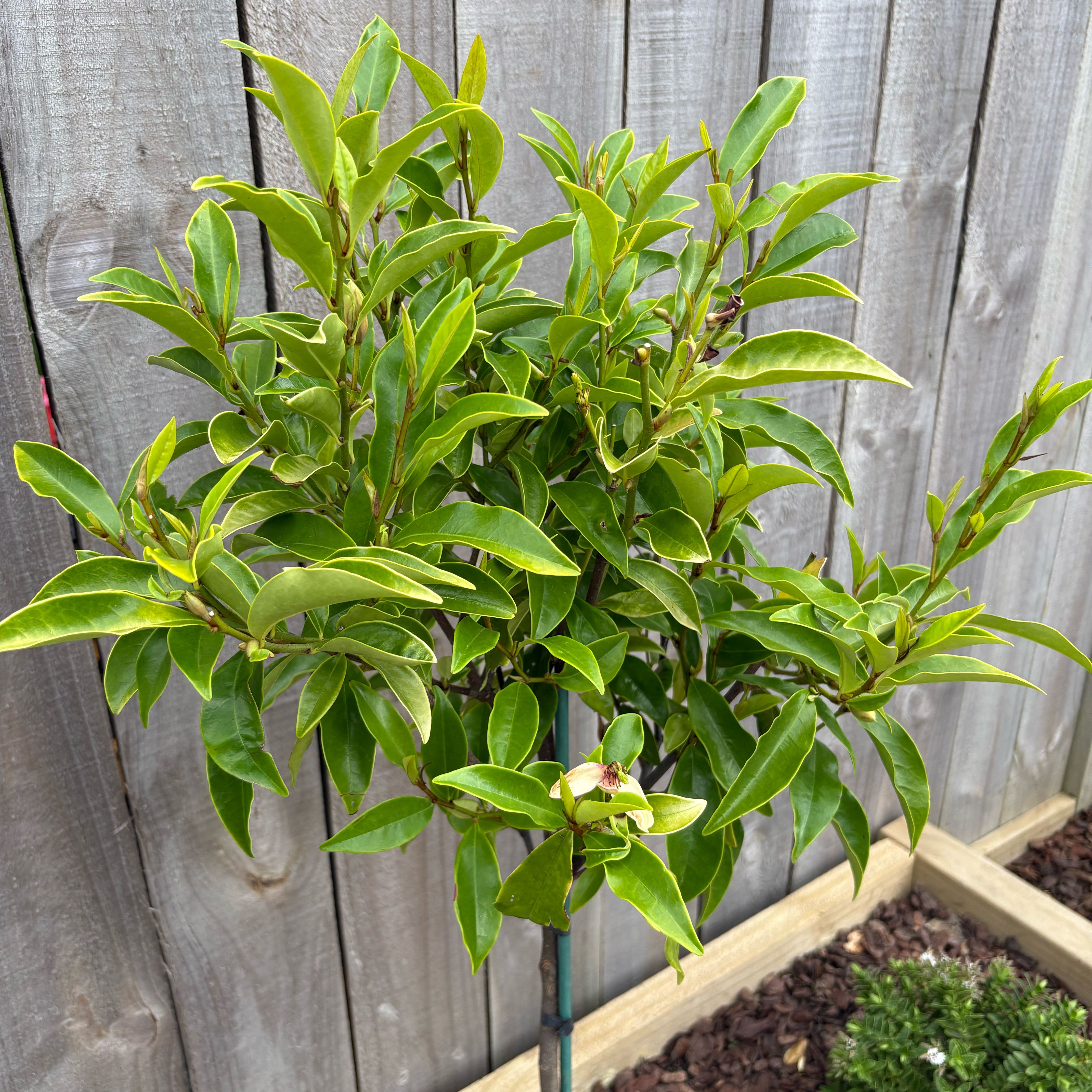 Photo of the plant species Banana shrub by @EconomicMelon38 named Rosa on Greg, the plant care app