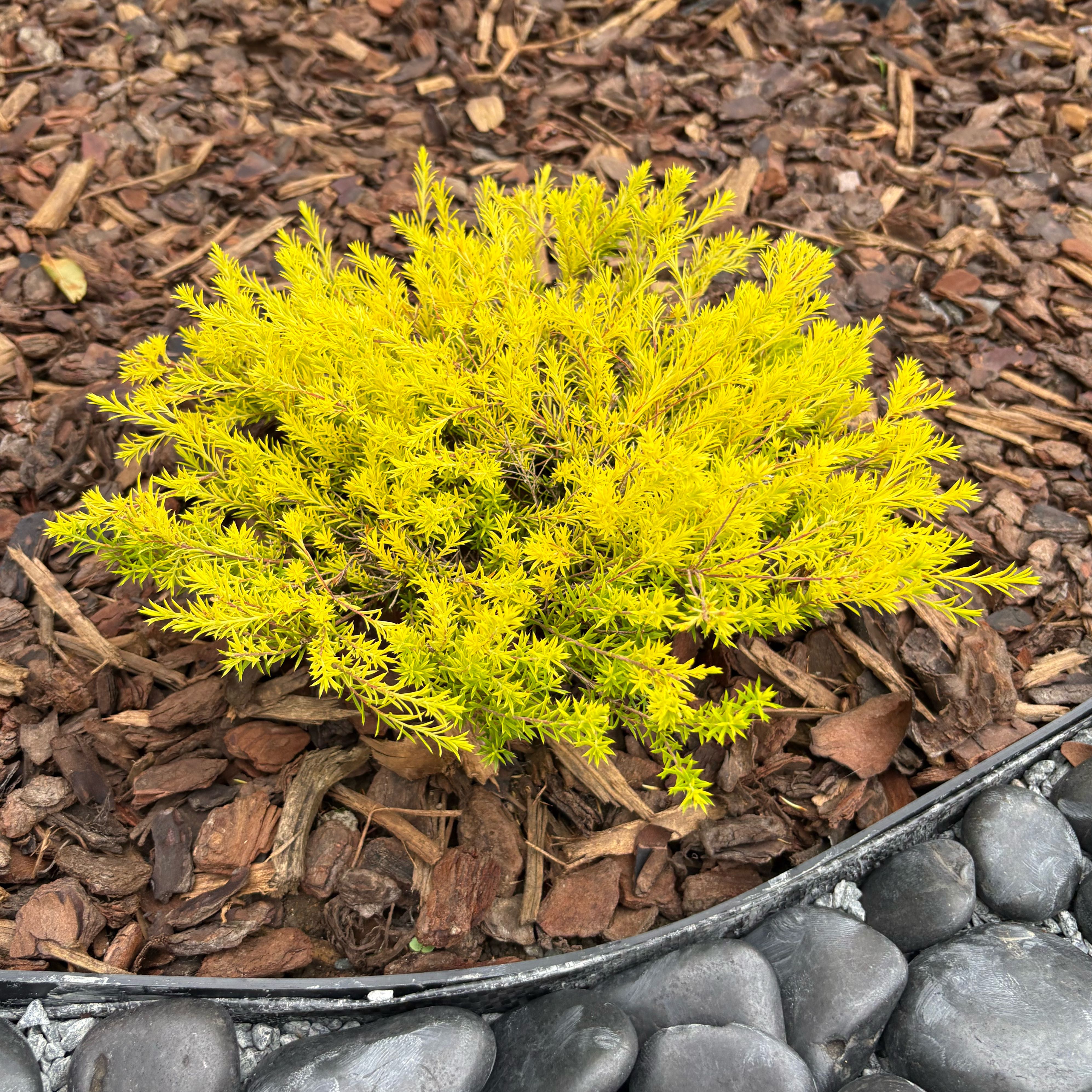 Photo of the plant species California Sunset Coleonema by @EconomicMelon38 named Oscar on Greg, the plant care app