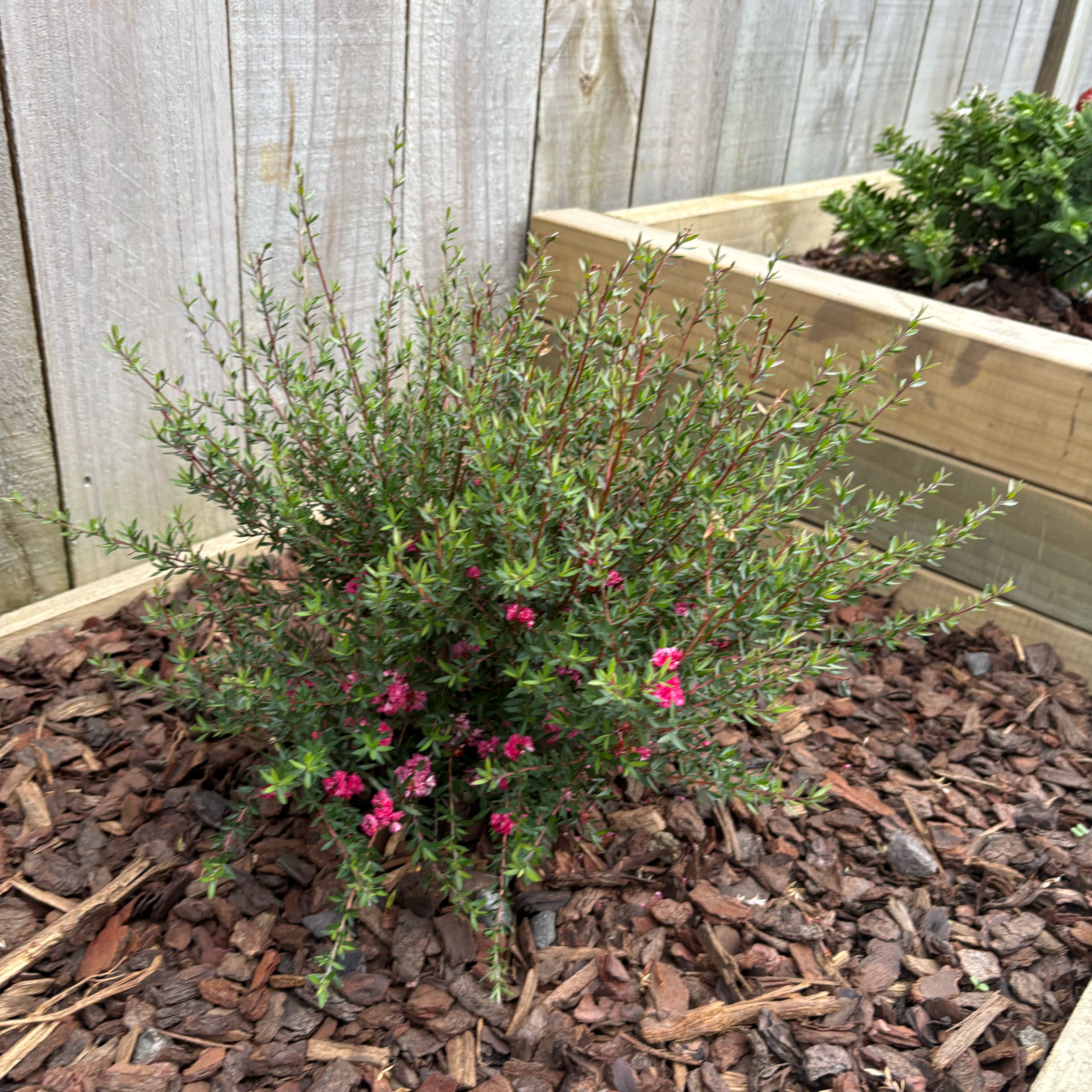 Photo of the plant species Leptospermum 'Coral Candy' by @EconomicMelon38 named Lavender on Greg, the plant care app