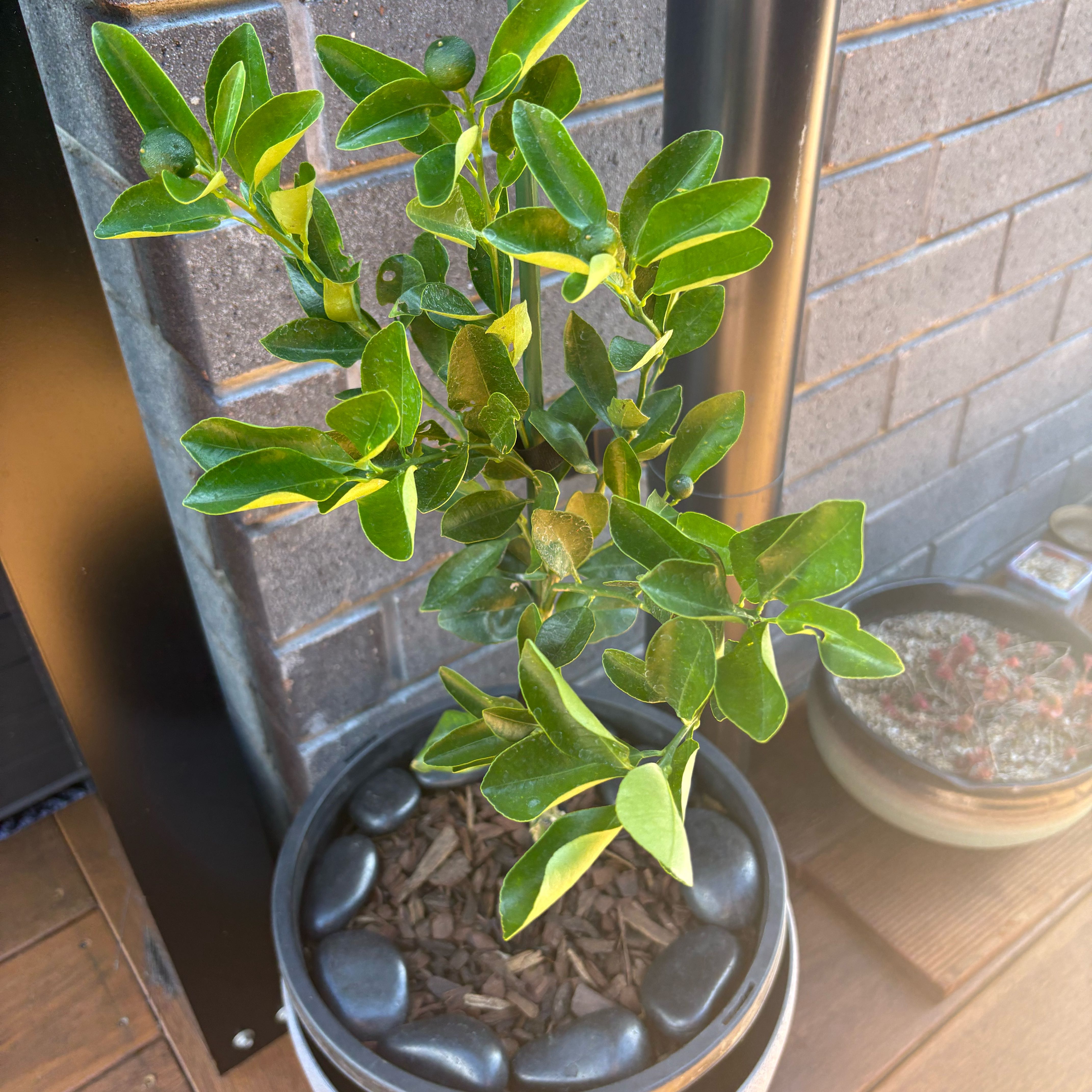 Photo of the plant species Meiwa Kumquat Tree by @EconomicMelon38 named Luna on Greg, the plant care app