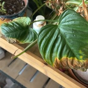 Photo of the plant species Philodendron 'Fuzzy Petiole' by @YeveJonquil28 named Baesil on Greg, the plant care app