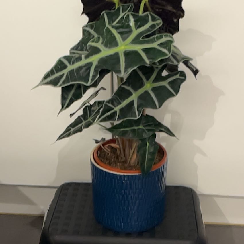 Photo of the plant species Alocacia by @UnbrokenRedvein named Plato on Greg, the plant care app