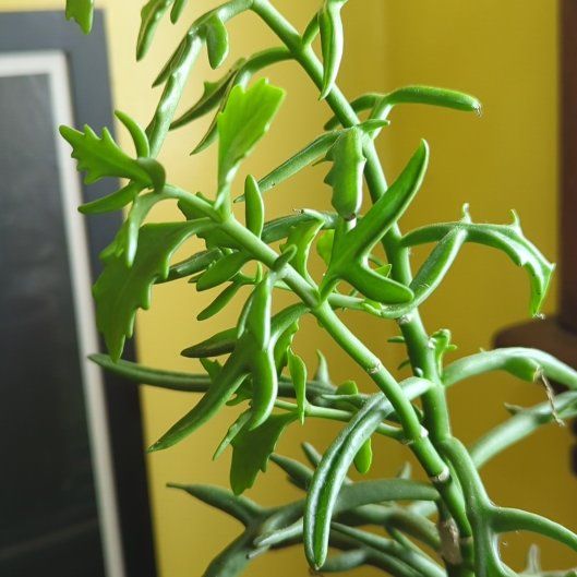 Photo of the plant species varigated lavender scallops by @AvidApricot7 named Sahara on Greg, the plant care app