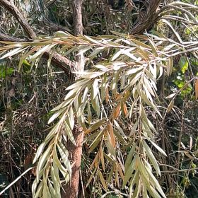 Photo of the plant species Easter Orchid by @GodlyFringetree named Zion on Greg, the plant care app