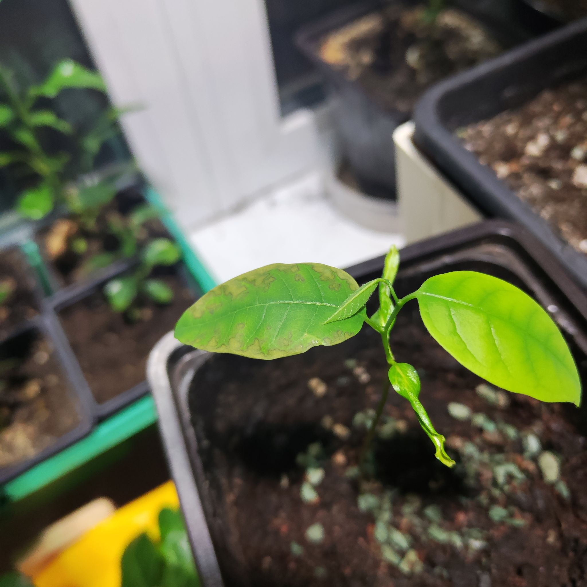 Photo of the plant species cherimoya by @NiceCupidsdart named Spike Leaves on Greg, the plant care app