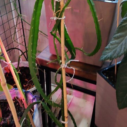 Photo of the plant species Yellow Dragon Fruit by @NiceCupidsdart named Lola on Greg, the plant care app