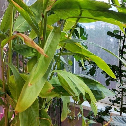 Photo of the plant species Galangal by @NiceCupidsdart named Robert Plant on Greg, the plant care app