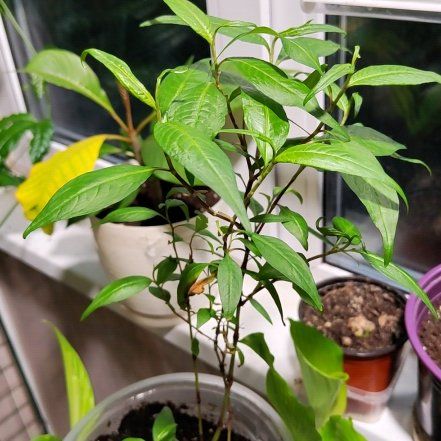 Photo of the plant species vietnamese coriander by @NiceCupidsdart named Apollo on Greg, the plant care app