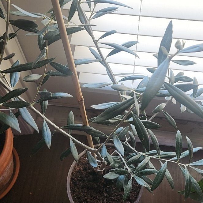 Plant care for Fraxinus anomala var. triphylla on Greg, the plant care app