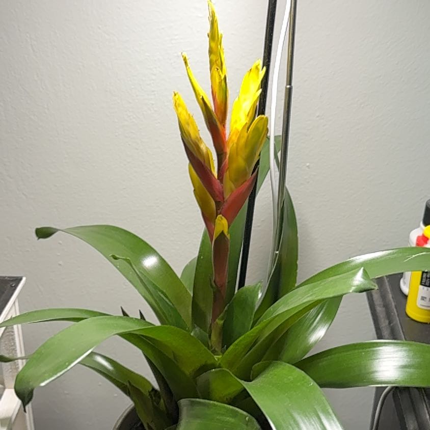 Photo of the plant species Bromeliad Vriesea by @Smurble named Plantril Lavigne on Greg, the plant care app