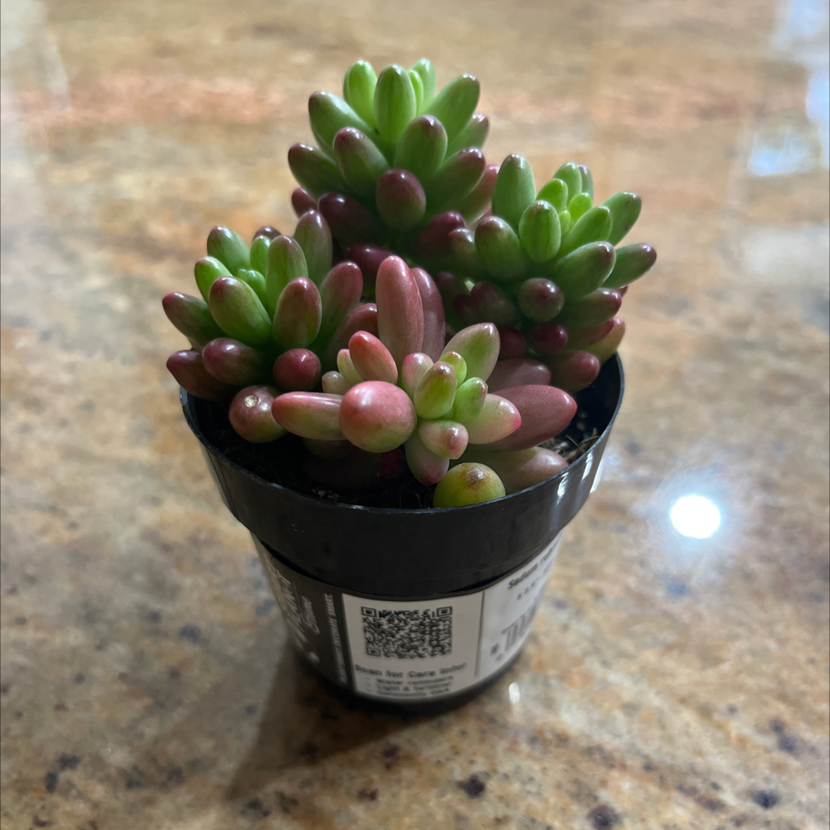 Photo of the plant species Aurora Pink Jelly Bean by @NovelPapaya4 named Draco on Greg, the plant care app