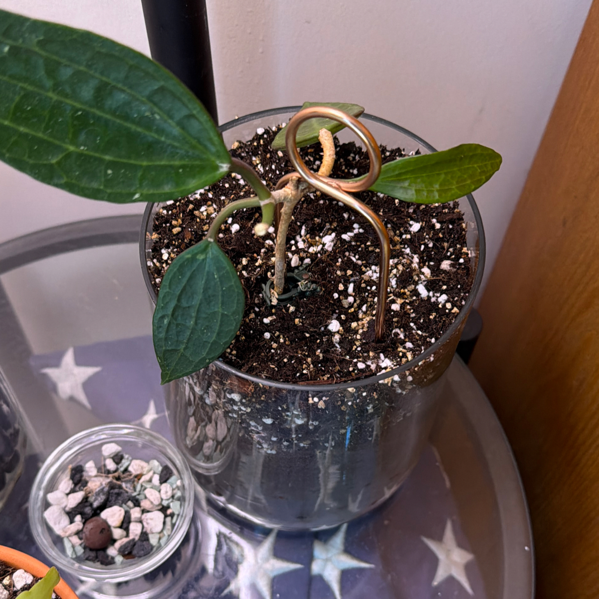 Photo of the plant species Hoya microphylla by @BossPalesedge49 named Phyllis on Greg, the plant care app