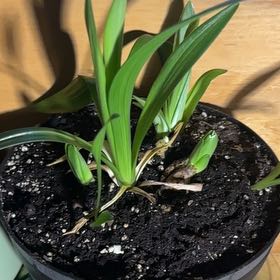 Photo of the plant species Lily 'Viva La Vida' by @TrustyNapaea85 named Eva on Greg, the plant care app