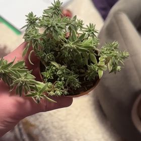 Photo of the plant species Variegated Stone Crop by @TrustyNapaea85 named Gobi on Greg, the plant care app