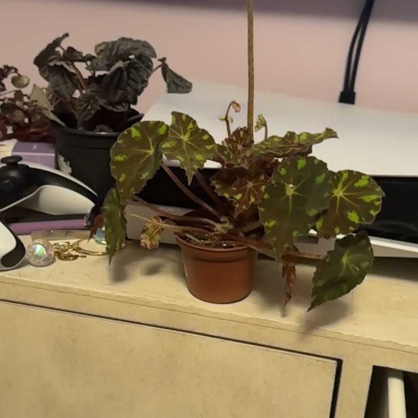Photo of the plant species Rex Beginia Red Planet by @TrustyNapaea85 named Beckham on Greg, the plant care app