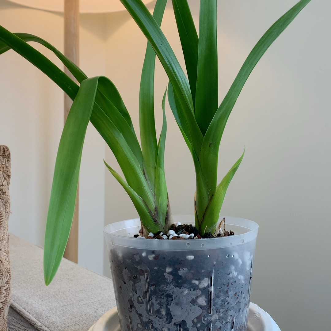 Photo of the plant species Miltoniopsis by @LynGreenThumbs named Milton on Greg, the plant care app