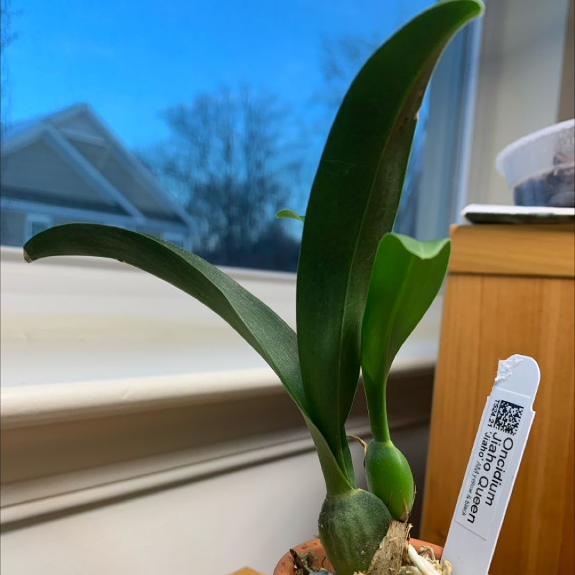 Photo of the plant species Oncidium Jiaho Queen by @LynGreenThumbs named Buzz on Greg, the plant care app