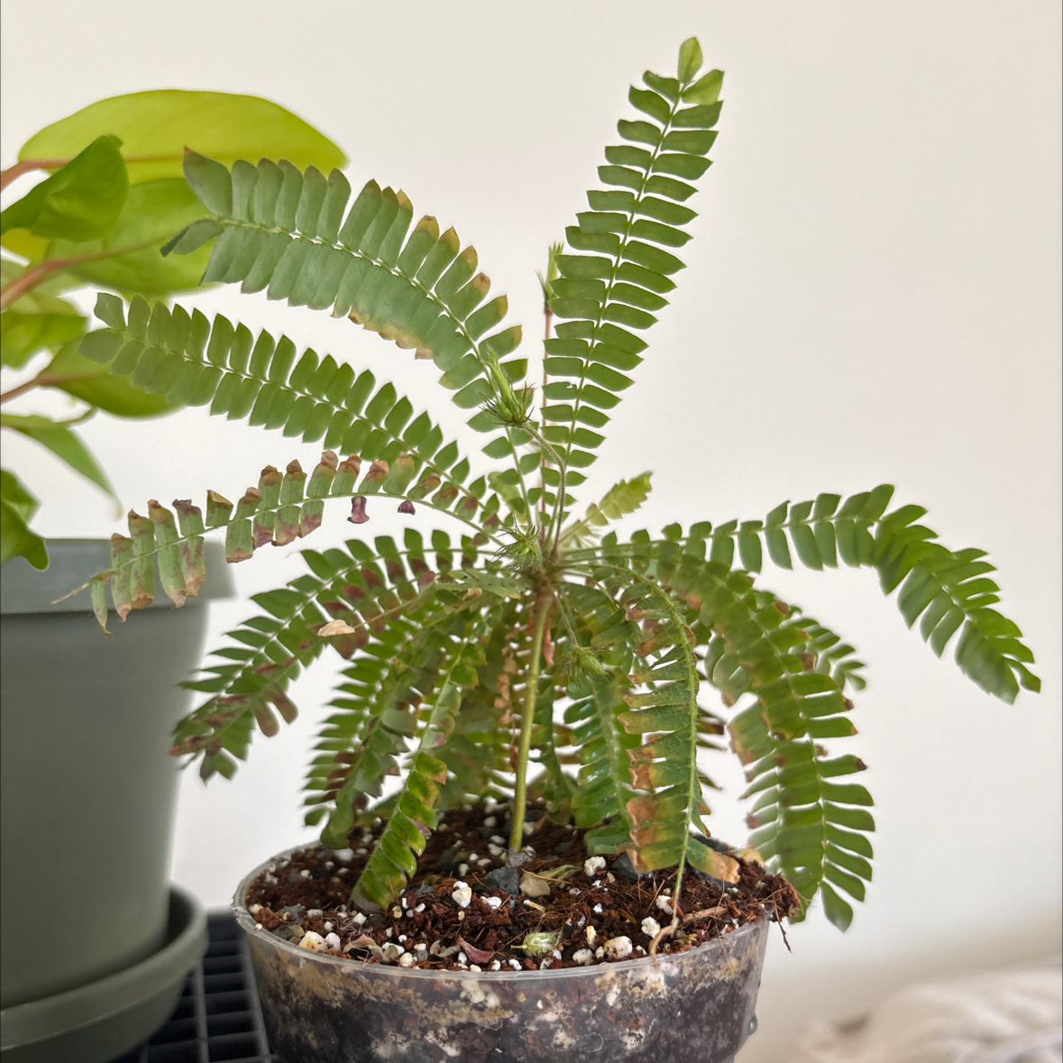 Photo of the plant species Little Tree Plant by @LynGreenThumbs named Groot on Greg, the plant care app