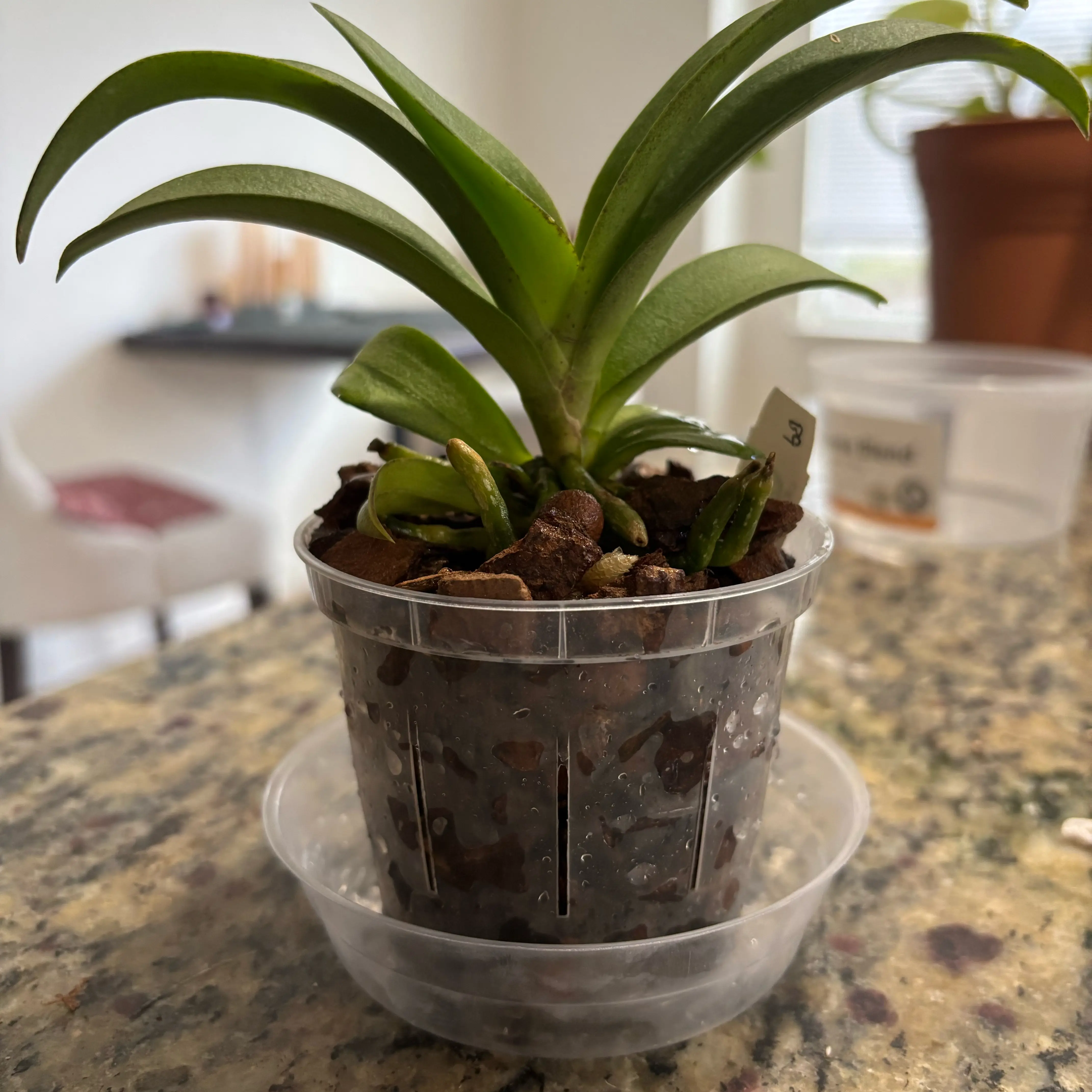 Photo of the plant species Doritis pulcherrima by @LynGreenThumbs named Evelyn (Vandaenopsis Pulcherrimin) on Greg, the plant care app