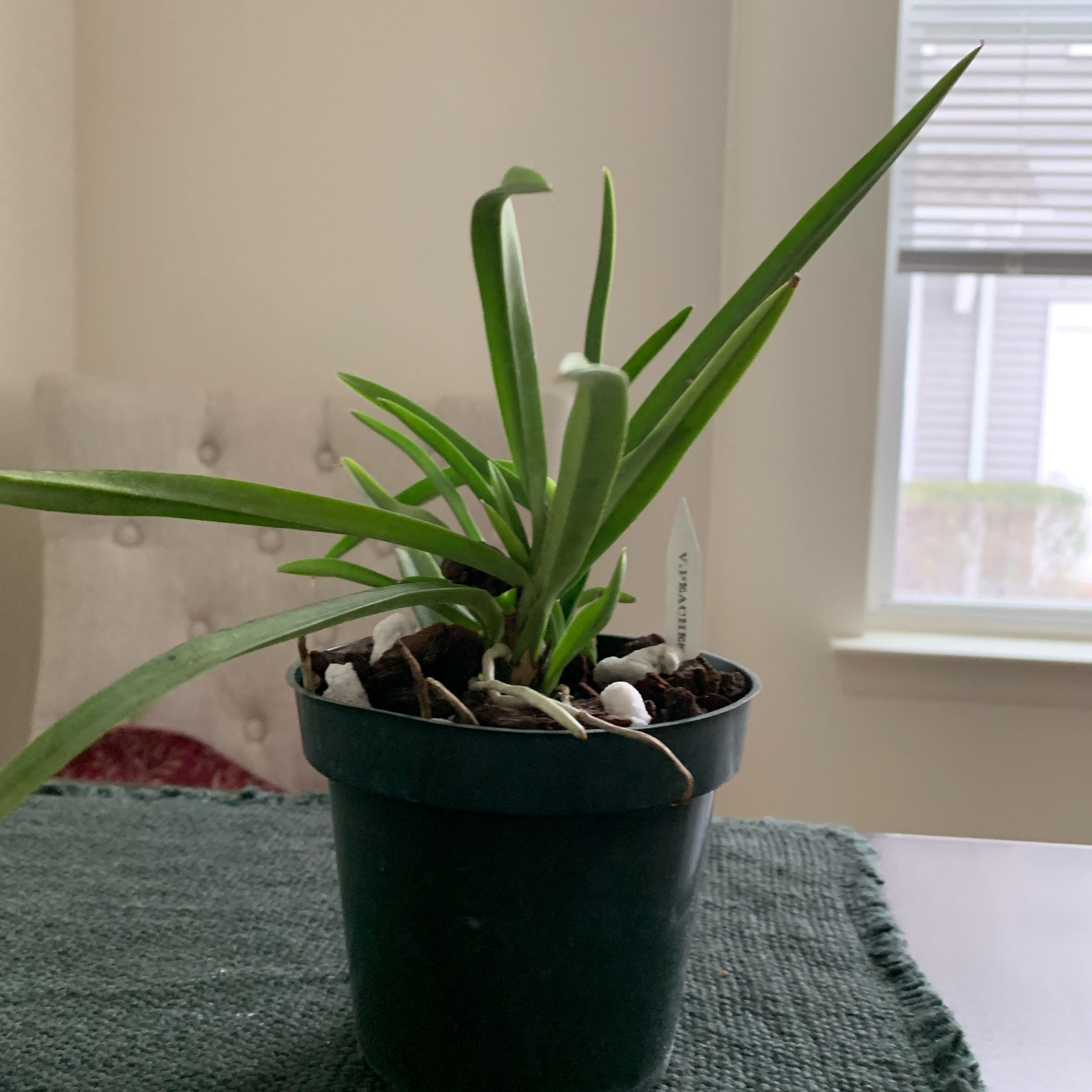 Photo of the plant species Ascofinetia Peaches Vanda (Neofinetia) by @LynGreenThumbs named Wanda (Vanda Peaches) on Greg, the plant care app