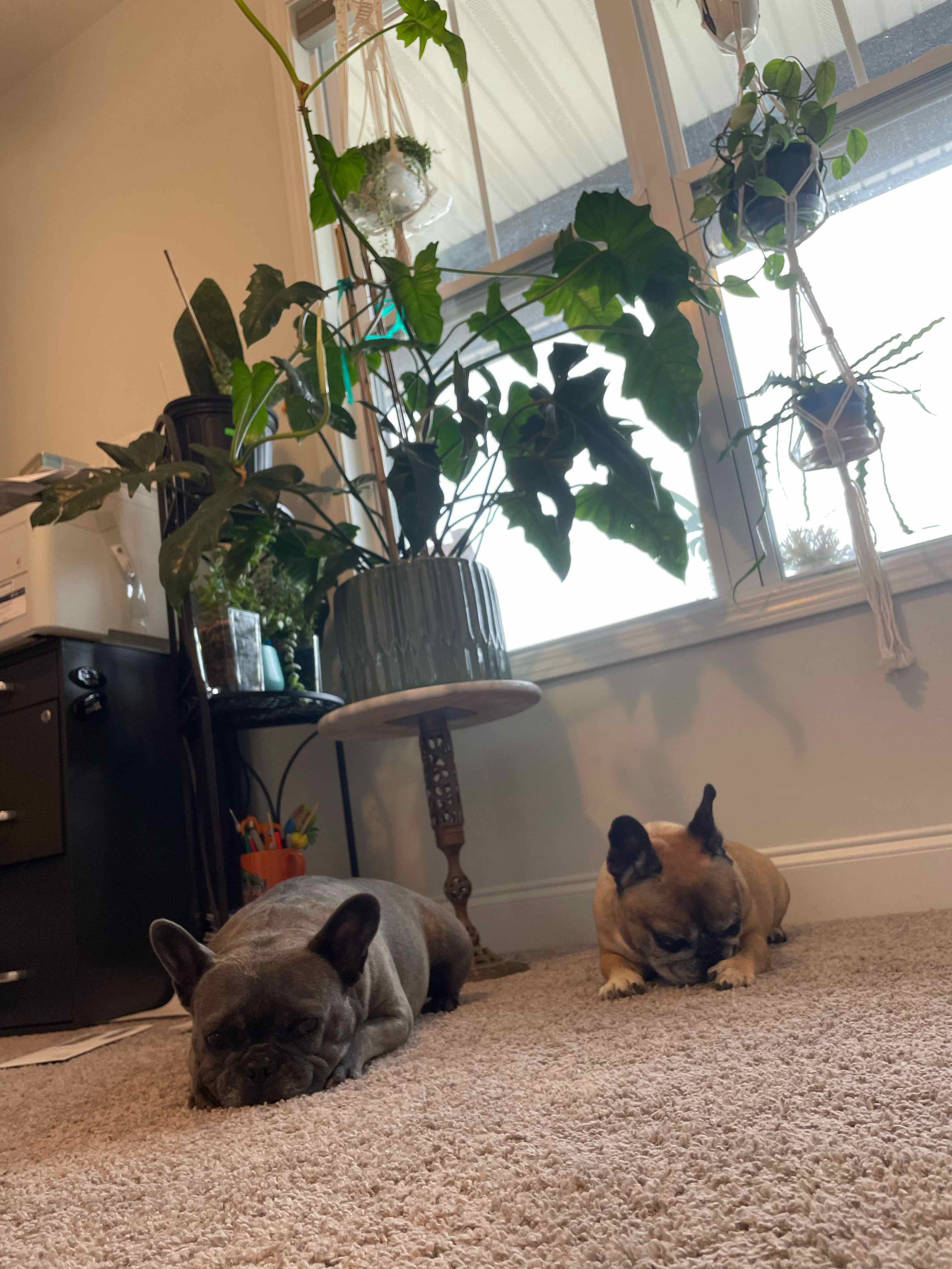 Philo Golden Dragon plant in a pot near a window with two dogs on the floor.
