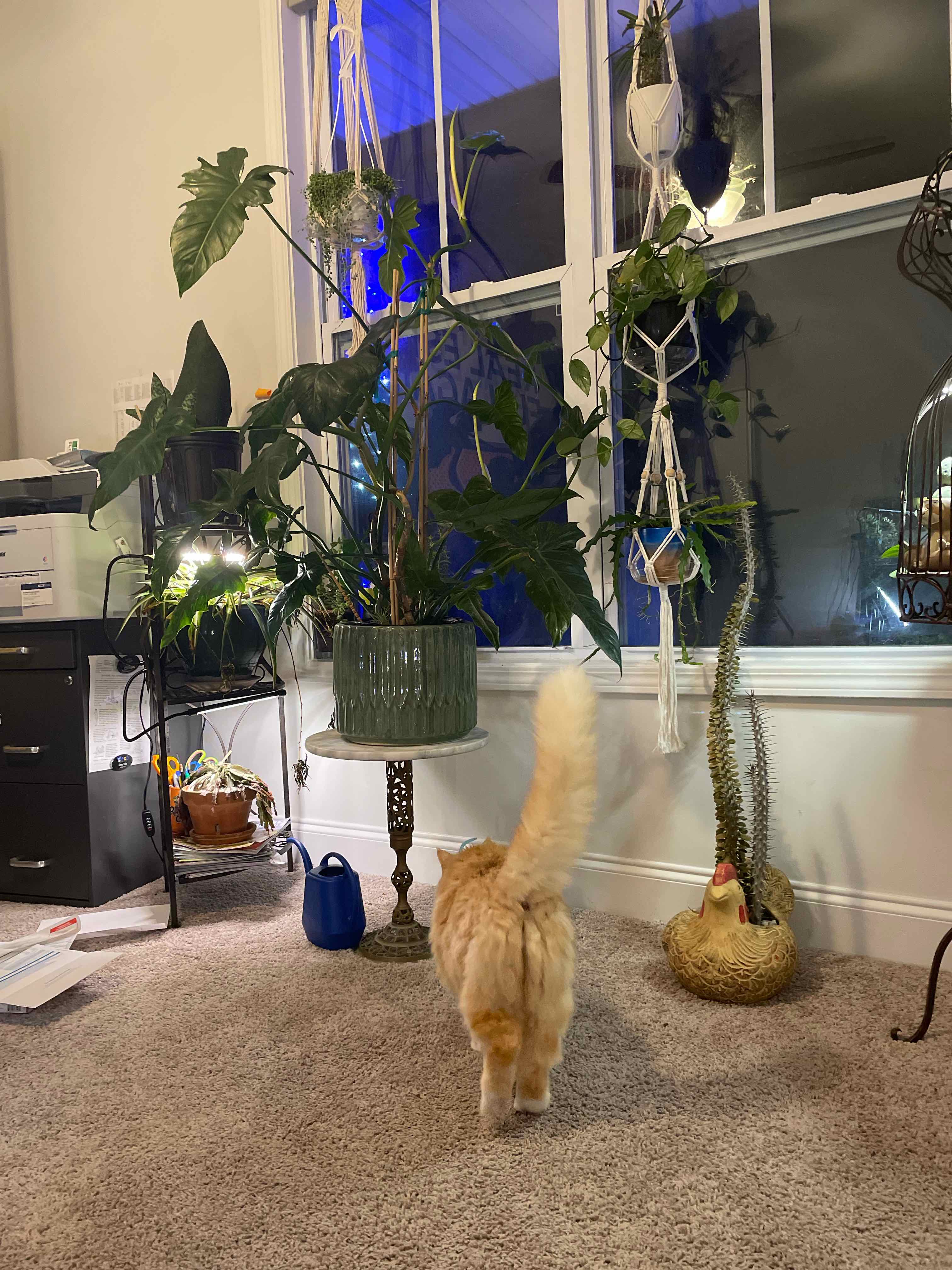 Indoor plant setup with multiple plants, including Philo Golden Dragon, near a window. A cat is also present.