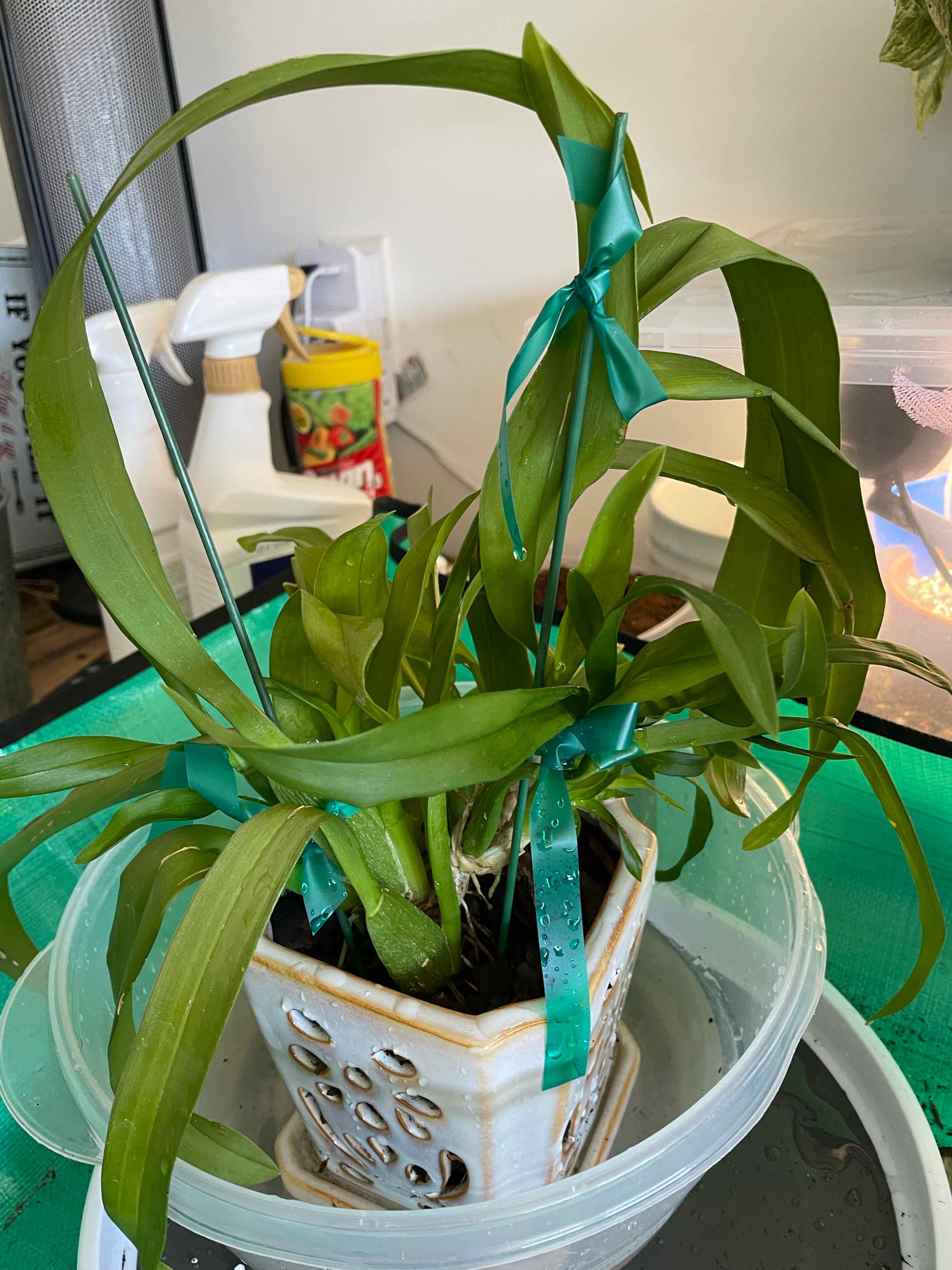 Cockleshell Orchid in a pot with green leaves, supported by stakes and ribbons.