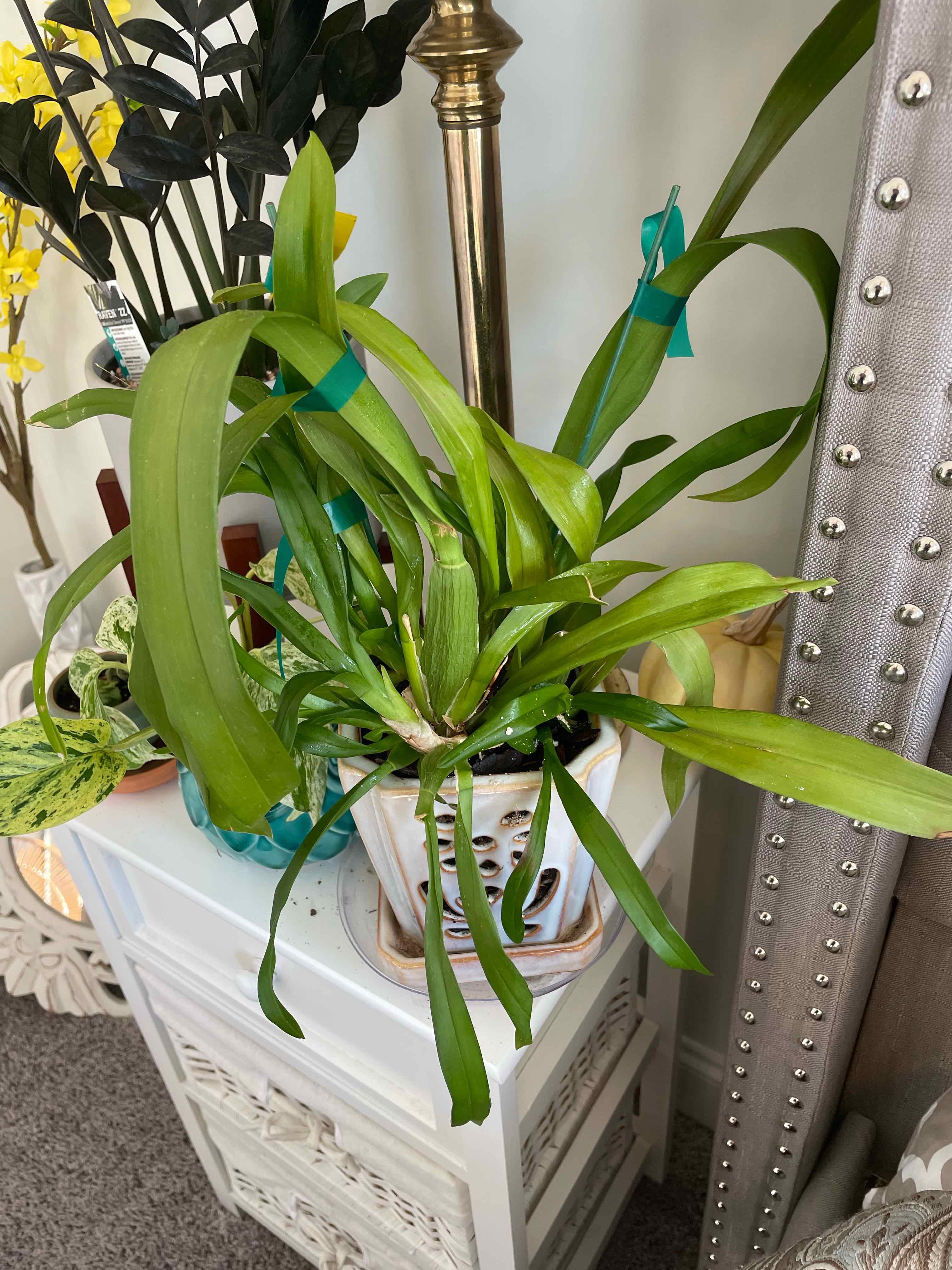 Cockleshell Orchid in a white pot on a white table, surrounded by other plants.