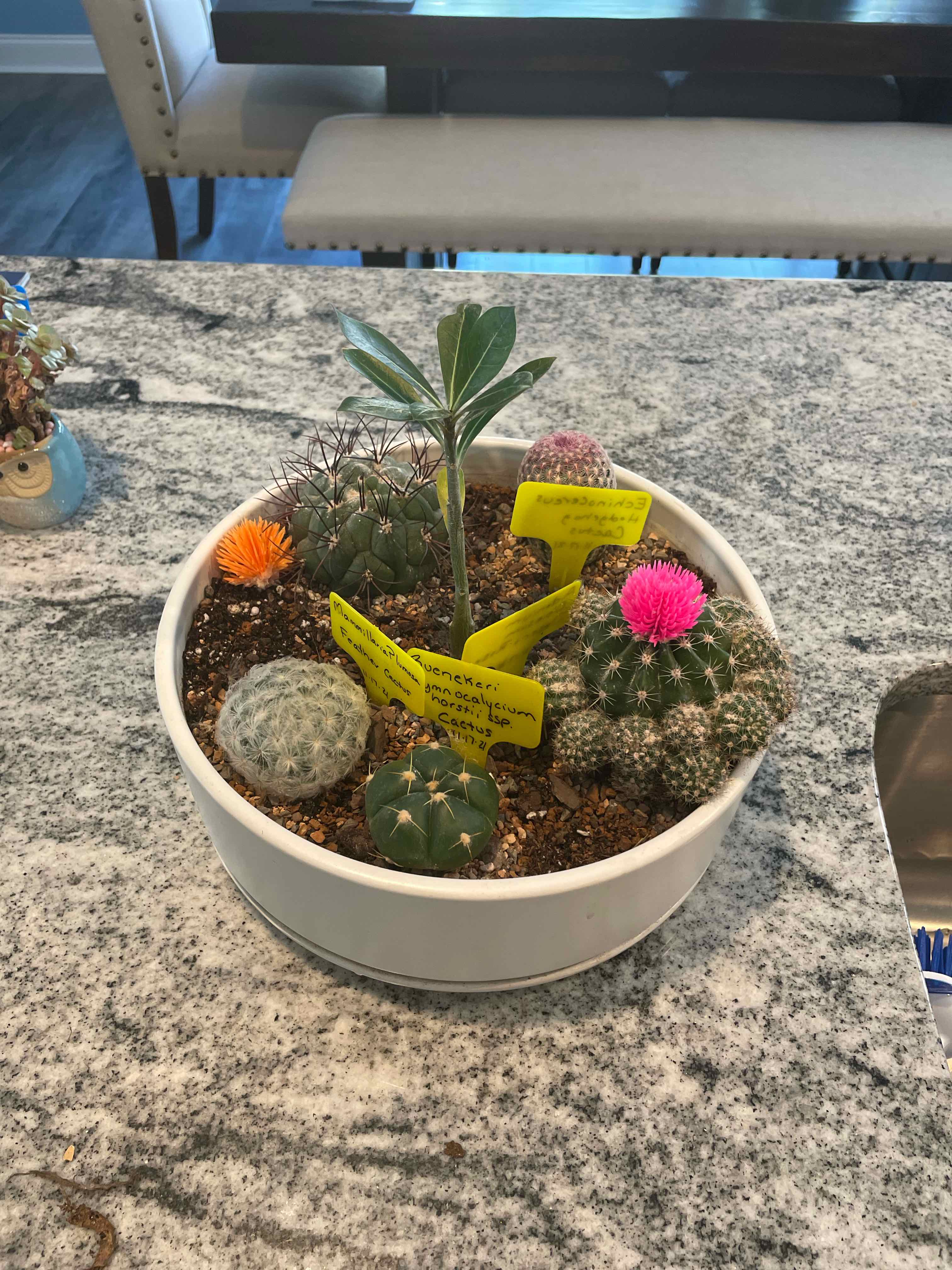 A variety of small cacti, including a Feather Cactus, in a white pot on a granite countertop.