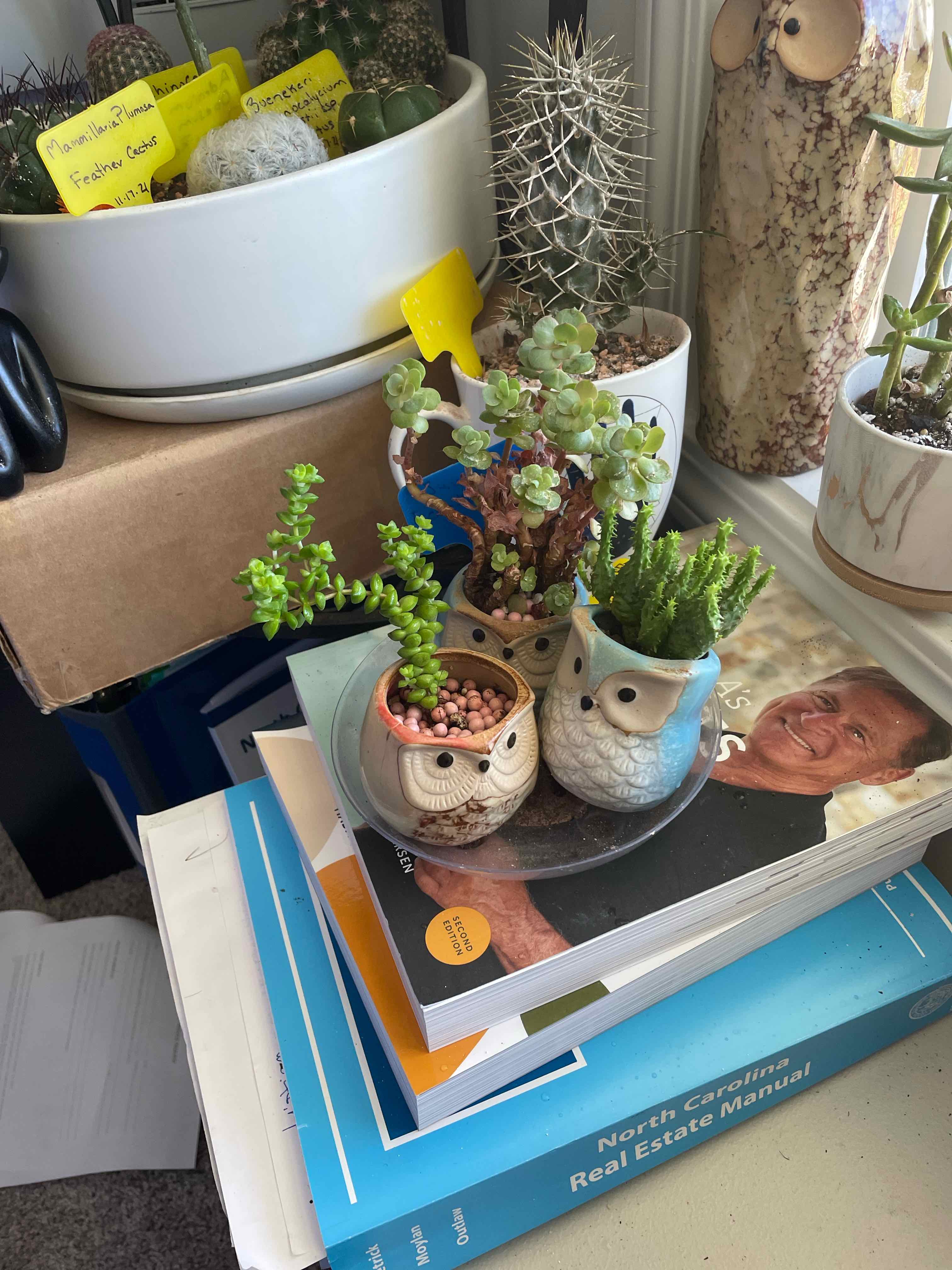 A collection of small potted plants, including a Jade Necklace, placed on books.