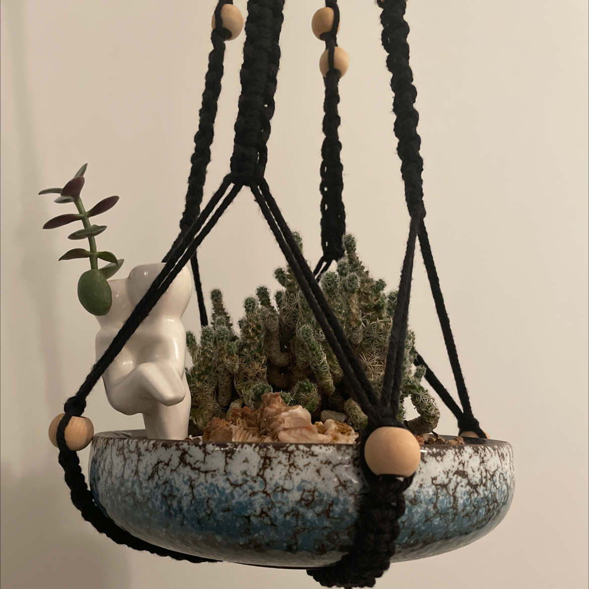 Thimble Cactus plant photo by @CalitoCarolina named Thimbles FS12hrs1/2F on Greg, the plant care app.