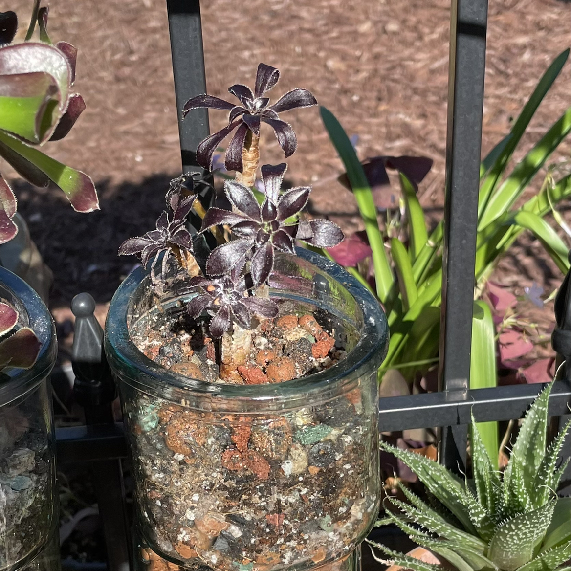Aeonium arboreum 'Zwartkop' in a glass container with well-draining soil, healthy dark leaves.
