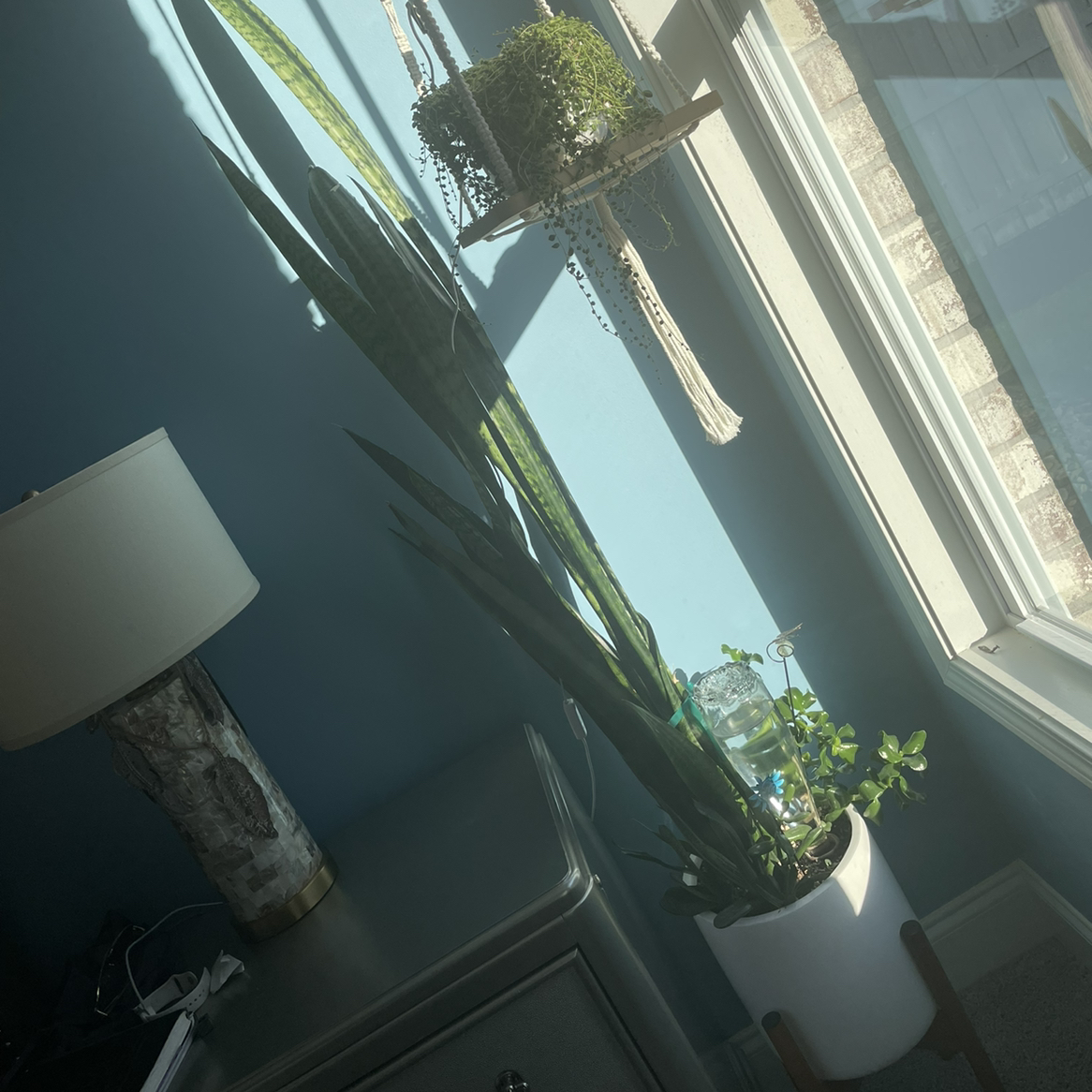 Zeylanica Snake Plant in a white pot near a window, appears healthy.