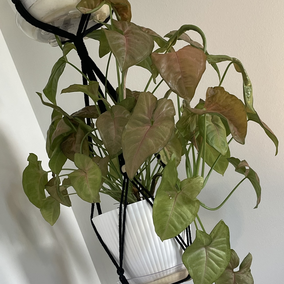Photo of the plant species Syngonium / Arrowhead by @CalitoCarolina named Garage on Greg, the plant care app