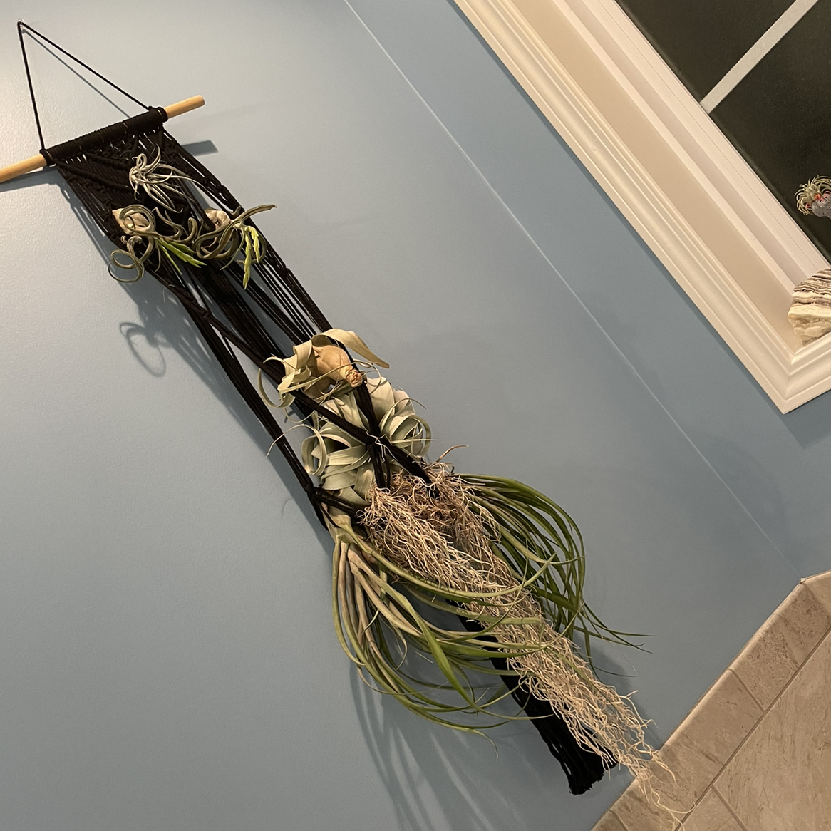 Tillandsia Xerographica plant mounted on a wall hanging, appears healthy.