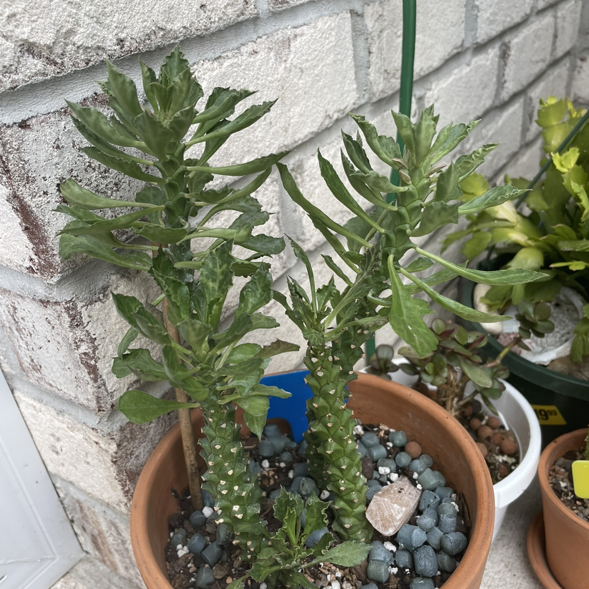 Photo of the plant species sausage spurge by @CalitoCarolina named 7 SW FDS12HRSF1/2SS on Greg, the plant care app
