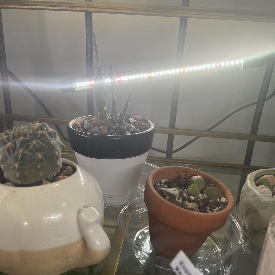 Photo of the plant species Pickle plant by @CalitoCarolina named Pickle on Greg, the plant care app