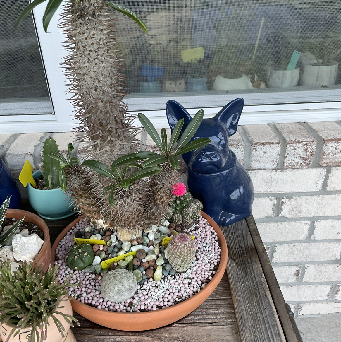Potted arrangement of various cacti, including a healthy Feather Cactus with decorative stones.