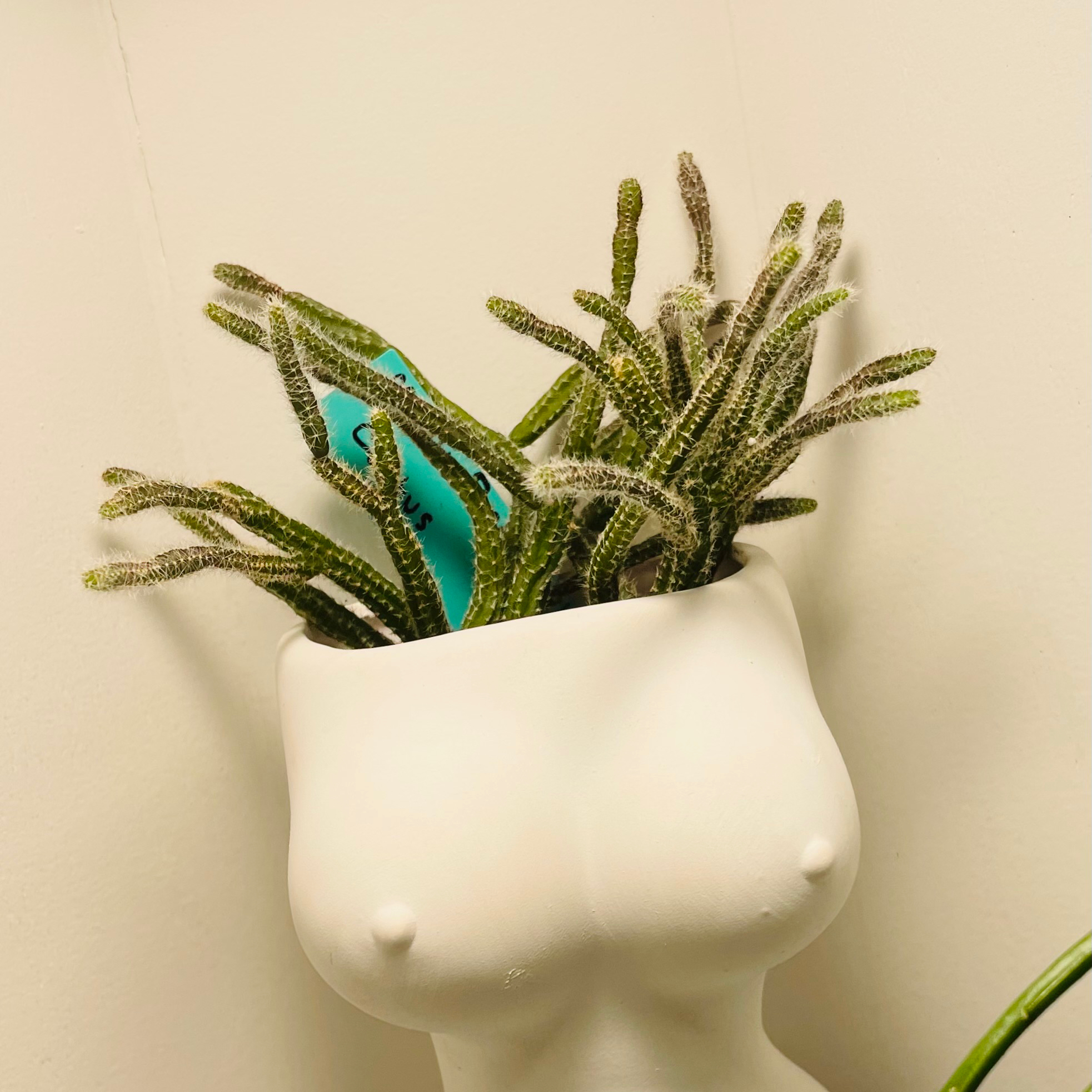 Rat Tail Cactus in a unique planter, appears healthy with no visible soil.
