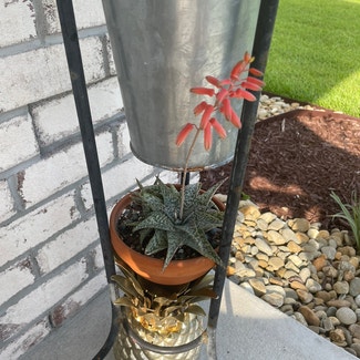 Aloe Vera plant in Wilmington, North Carolina