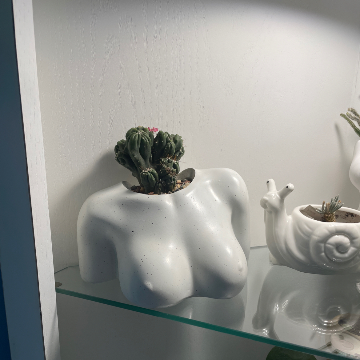 Ming Thing Cactus in a human torso-shaped pot on a glass shelf.