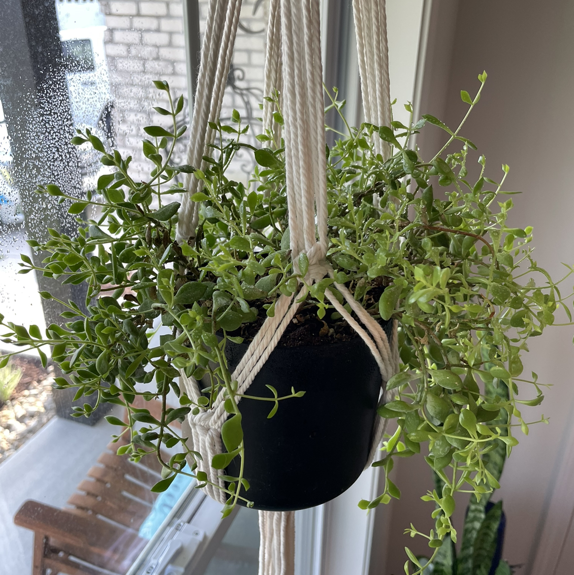 Hanging Cliff Cotyledon plant in a black pot with green leaves, no visible discoloration.