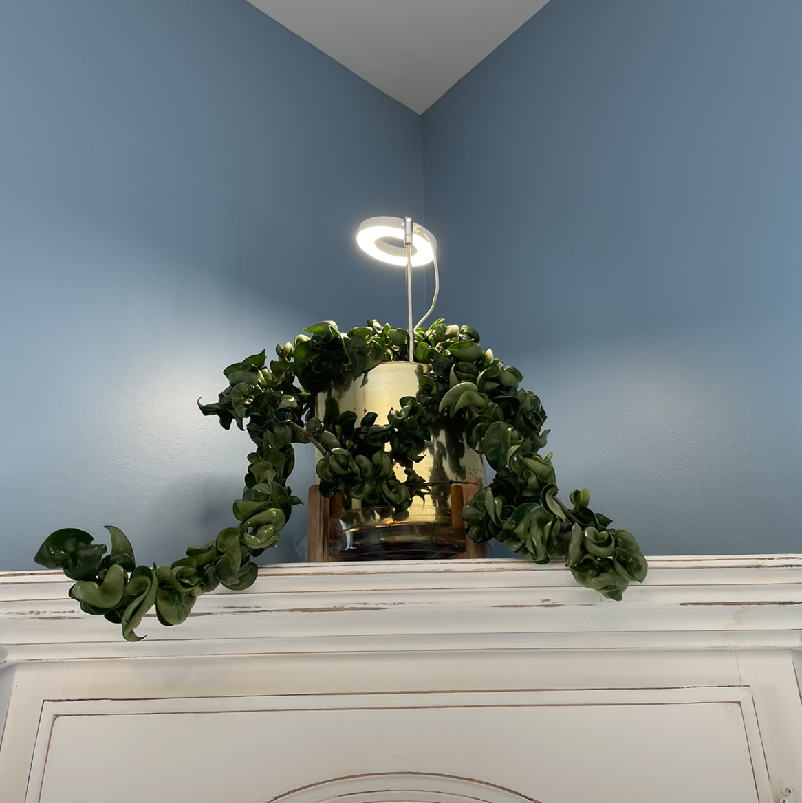 Hoya carnosa 'Compacta' plant photo by @CalitoCarolina named 💀 BISHRS1/2FSS on Greg, the plant care app.