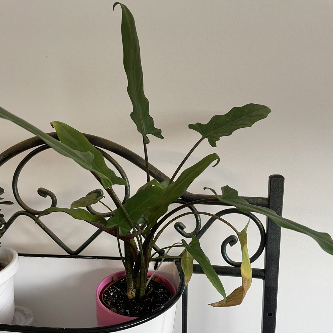 Purple Sword plant in a pink pot with one yellowing and browning leaf, placed on a decorative metal stand.