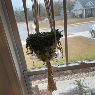 String of Pearls plant in Wilmington, North Carolina